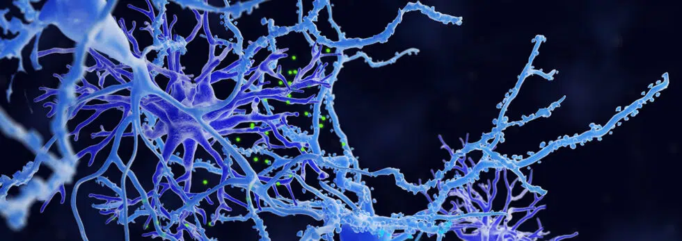Lonza Astrocytes Blogpost 2 980X347